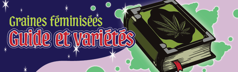 Graines de cannabis féminisées – Les reines des graines Graines de cannabis féminisées – Les reines des graines